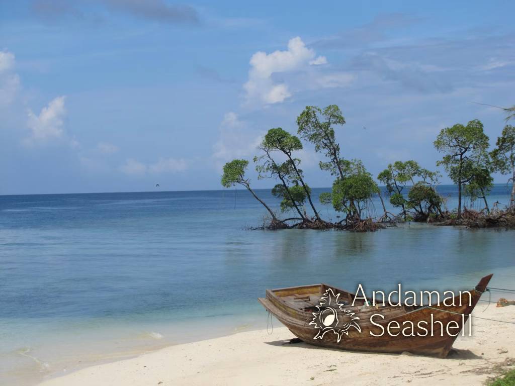 3,000 Roots: Takua Pa Plants for the Sea on World Oceans Day