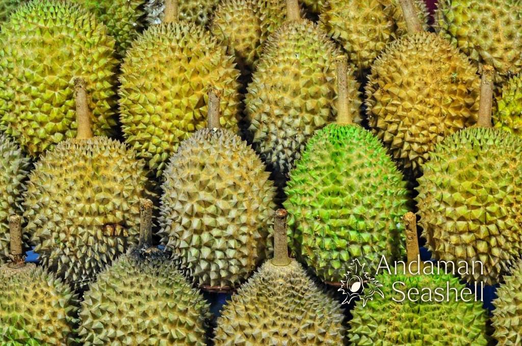 Phuket's Hidden Orchards: Saving Native Durian in the Green Season