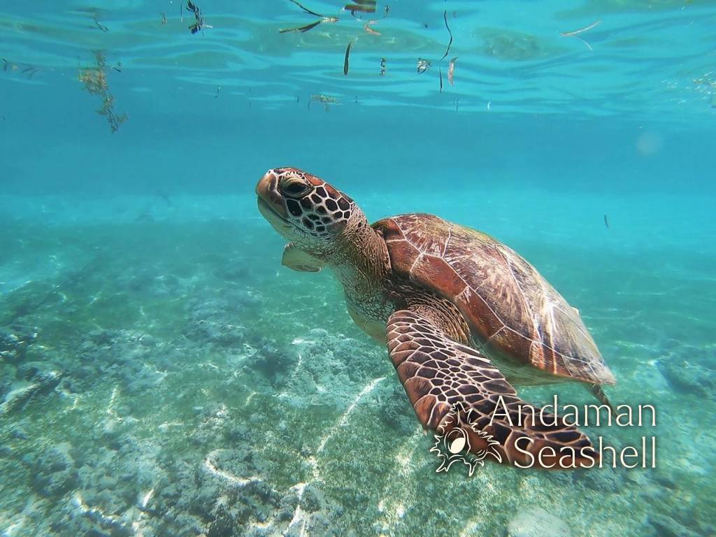 Mae Namo's Sixth Nest: A Leatherback Super-Mum Returns to Hat Thai Mueang