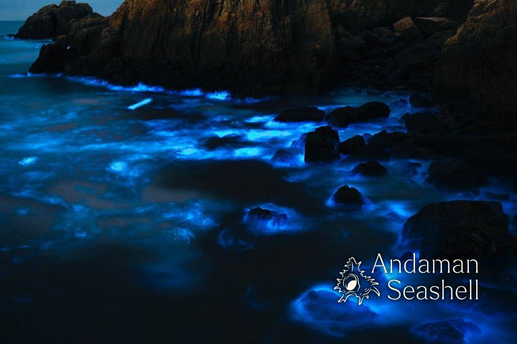 The Glowing Sea of Koh Phra Thong: How the Andaman Coast Lights Up Blue-Green at Midnight