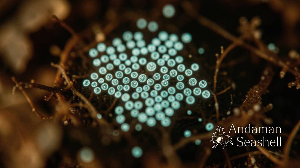 Glowing bioluminescent bacterial cells in a dark organic matrix, suggesting colonies of marine gut bacteria
