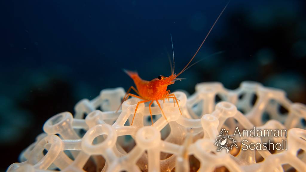1,121 New Sea Creatures Make the Ocean Feel Wonderfully Alive