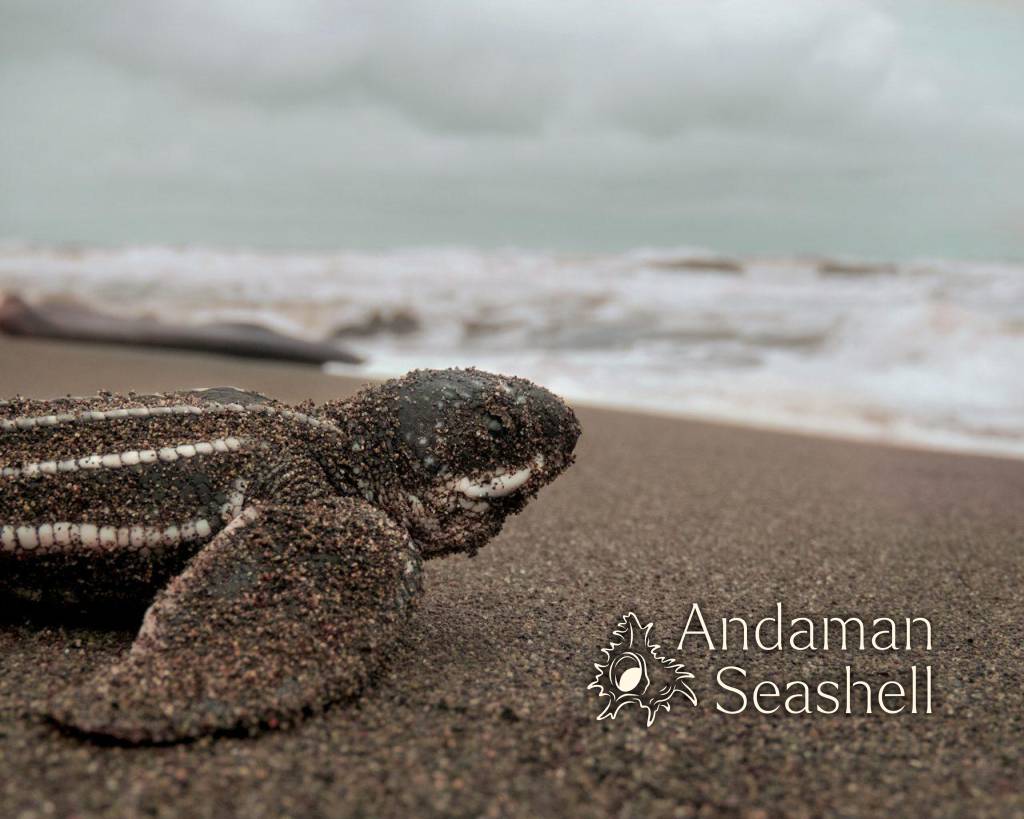 Mae Namo's Season: The Leatherback Who Keeps Coming Back to Phang Nga