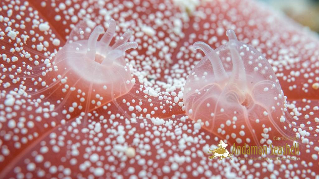 Extreme macro of bubblegum coral tissue studded with tiny white sclerites