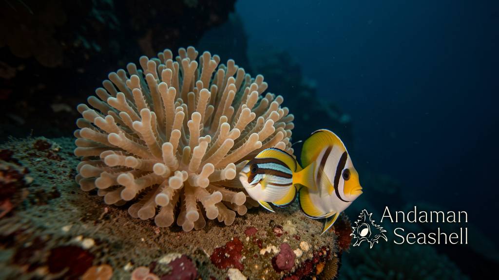 A healthy deep-sea coral garden glowing under camera light, with golden snapper and blackbar soldierfish swimming among the coral