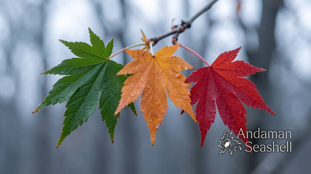 Macro close-up of three maple leaves at different stages of turning green, amber and crimson