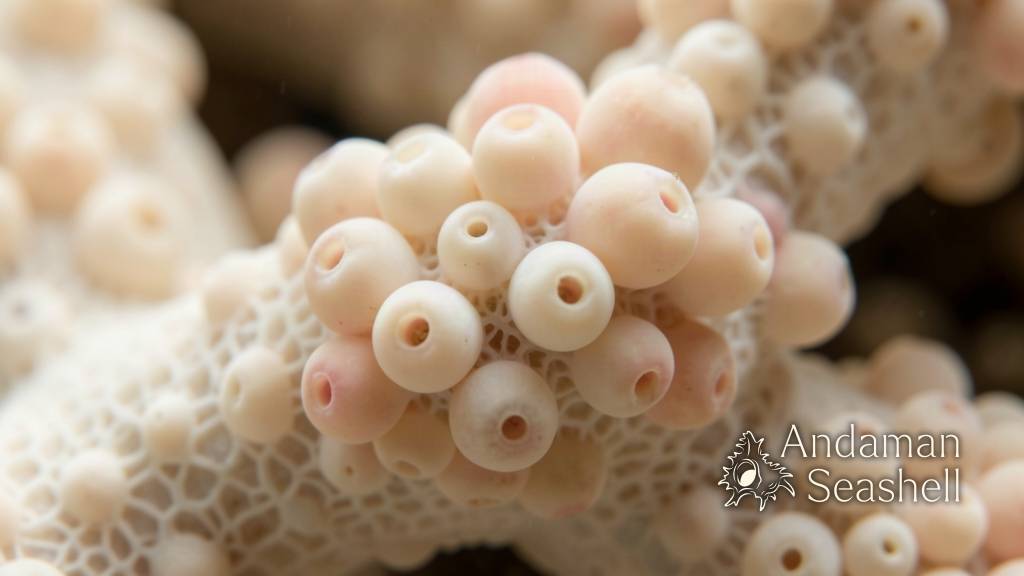 Extreme close-up of a coral surface covered in rounded polyp mounds