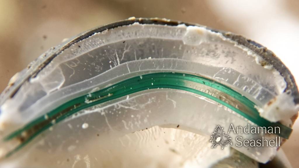 Microscope view of a shell cross-section with a thin green layer between pale mineral layers
