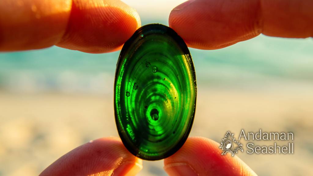 The Green Shell That Wears No Paint: Scientists Just Caught Blue and Green Seashells Getting Their Colour Two Different Ways