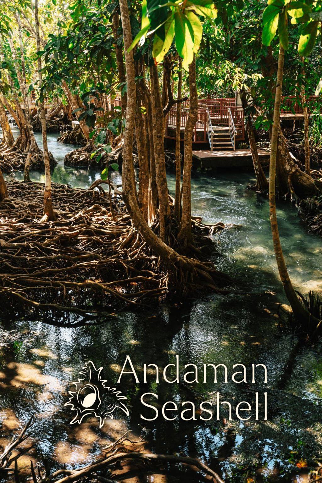 Roots in the Mud: Phang Nga Plants 3,000 Mangroves at Takua Pa